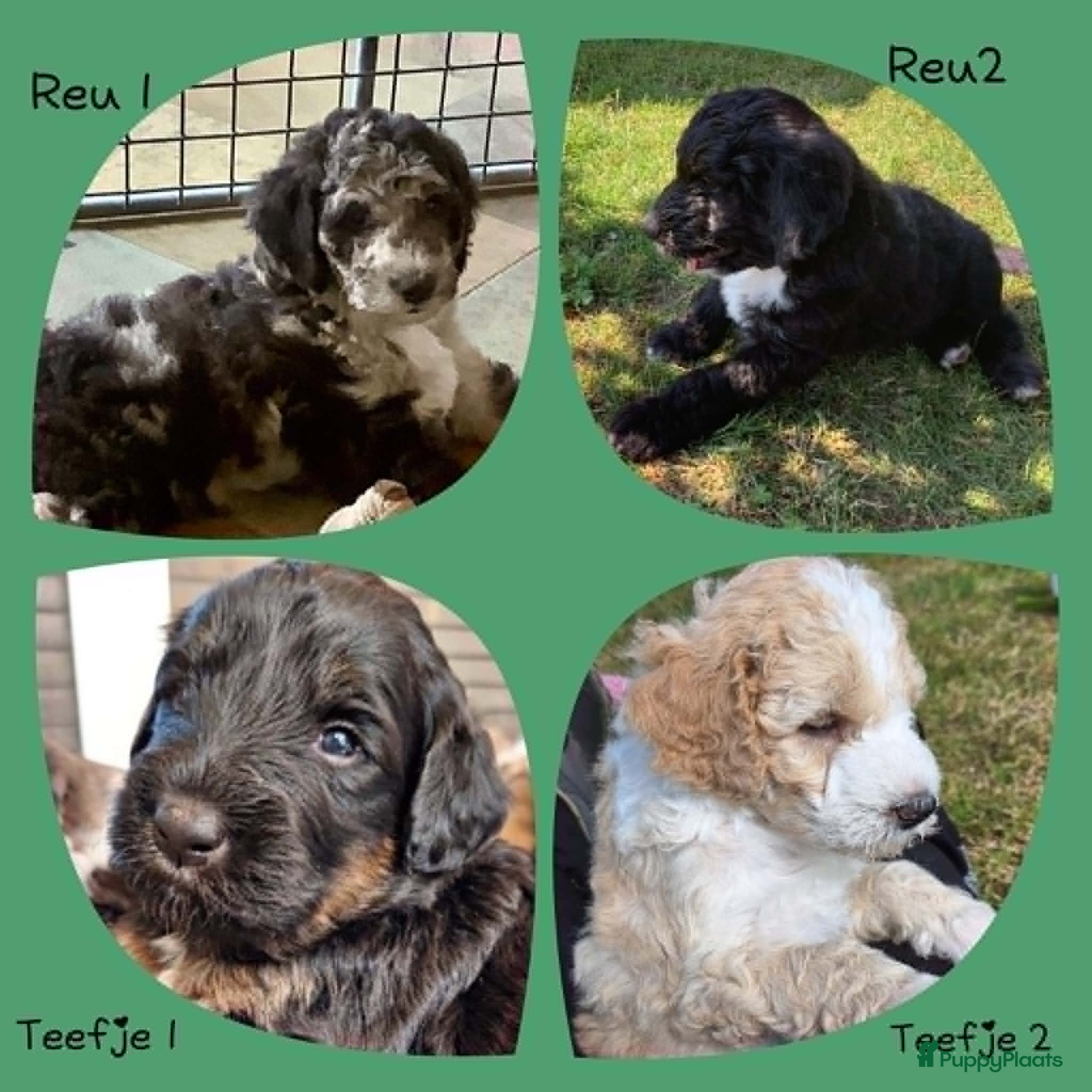 Bernedoodle honden unieke Bernedoodle pups - Advertentie 1