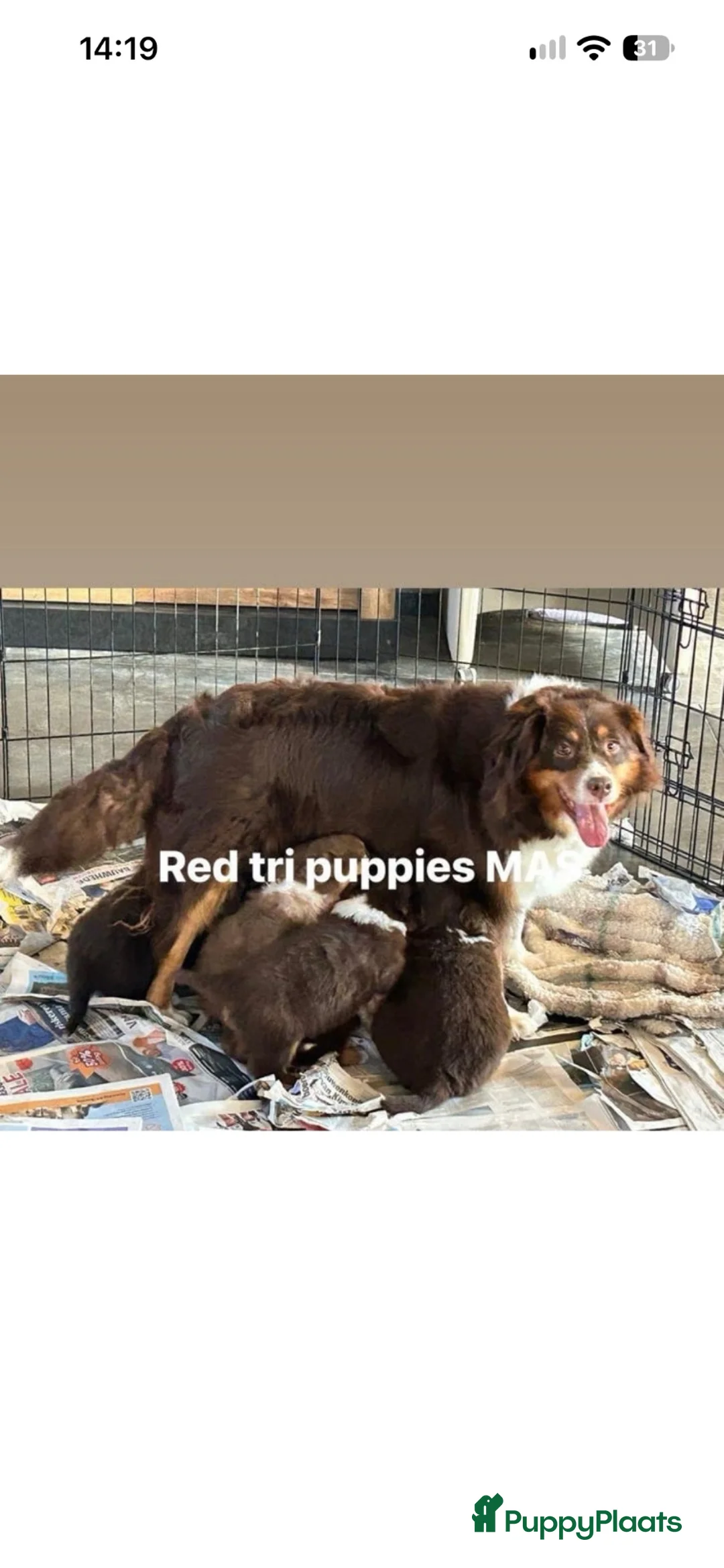 Miniature American Shepherd honden te koop: Red tricolor MAS reutjes - Advertentie 1