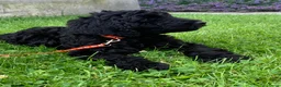 Kruising honden te koop: Labradoodle pups - Advertentie 2