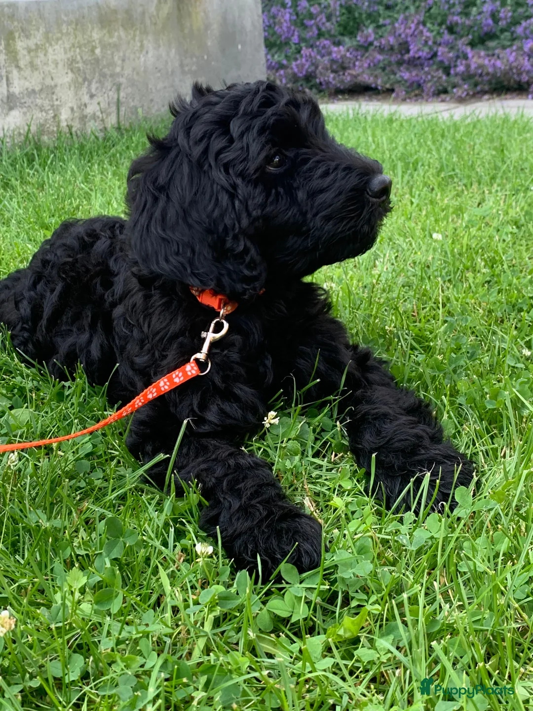 Kruising honden te koop: Labradoodle pups - Advertentie 2