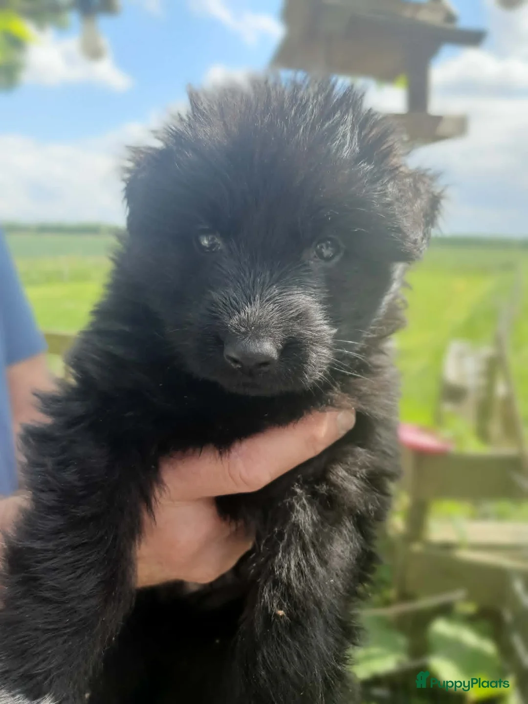 Duitse Herder honden te koop: Prachtig zwart langhaar Duitse Herder reutje - Advertentie 3