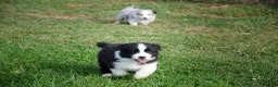 Border Collie honden te koop: Border collie geboren op boerderij (BE) - Advertentie 3