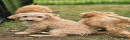 Kruising honden te koop: Mini labradoodle x maltipoo - Advertentie 9