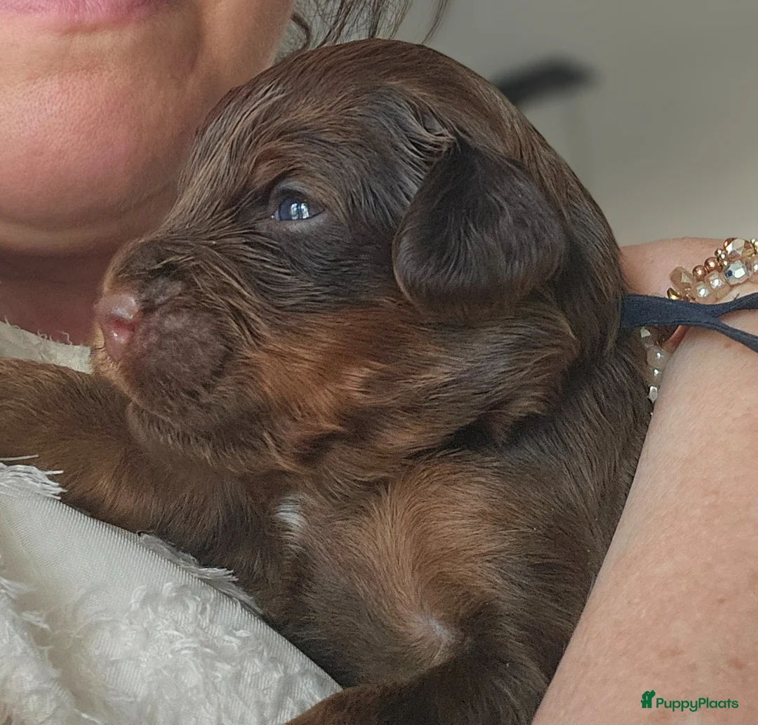Kruising honden te koop: Prachtige labradoodles/goldendoodle pups - Advertentie 1
