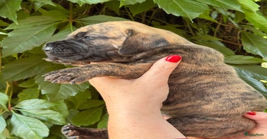 Duitse Dog honden - Advertentie 15