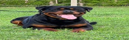 Rottweiler honden te koop: Zeer mooie rottweiler pups   - Advertentie 8