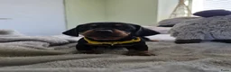 Teckel (korthaar)  honden te koop: Kortharige teckel pups - Advertentie 6
