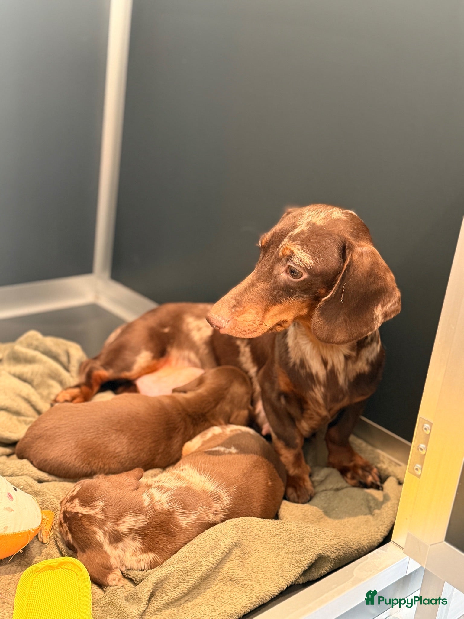Teckel (korthaar)  honden Prachtige korthaar dwergteckel pups - Advertentie 1