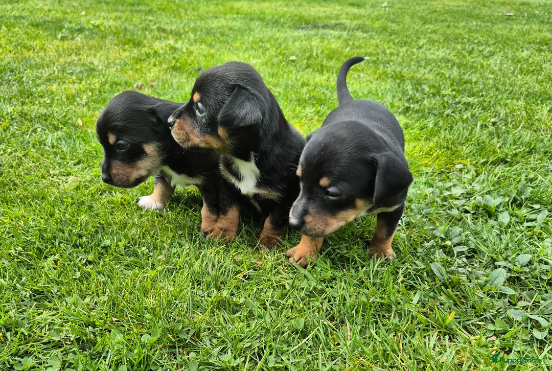 Jack Russel Terriër honden te koop: Jack Russel pups in Riethoven - Advertentie 1