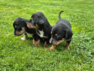 Jack Russel Terriër honden Jack Russel pups - Advertentie 2