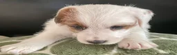 Jack Russel Terriër honden te koop: Ruwharige jack russell pups - Advertentie 5