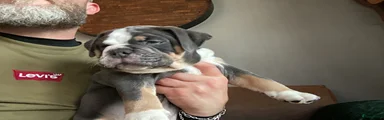 Old English Bulldog Puppy 1