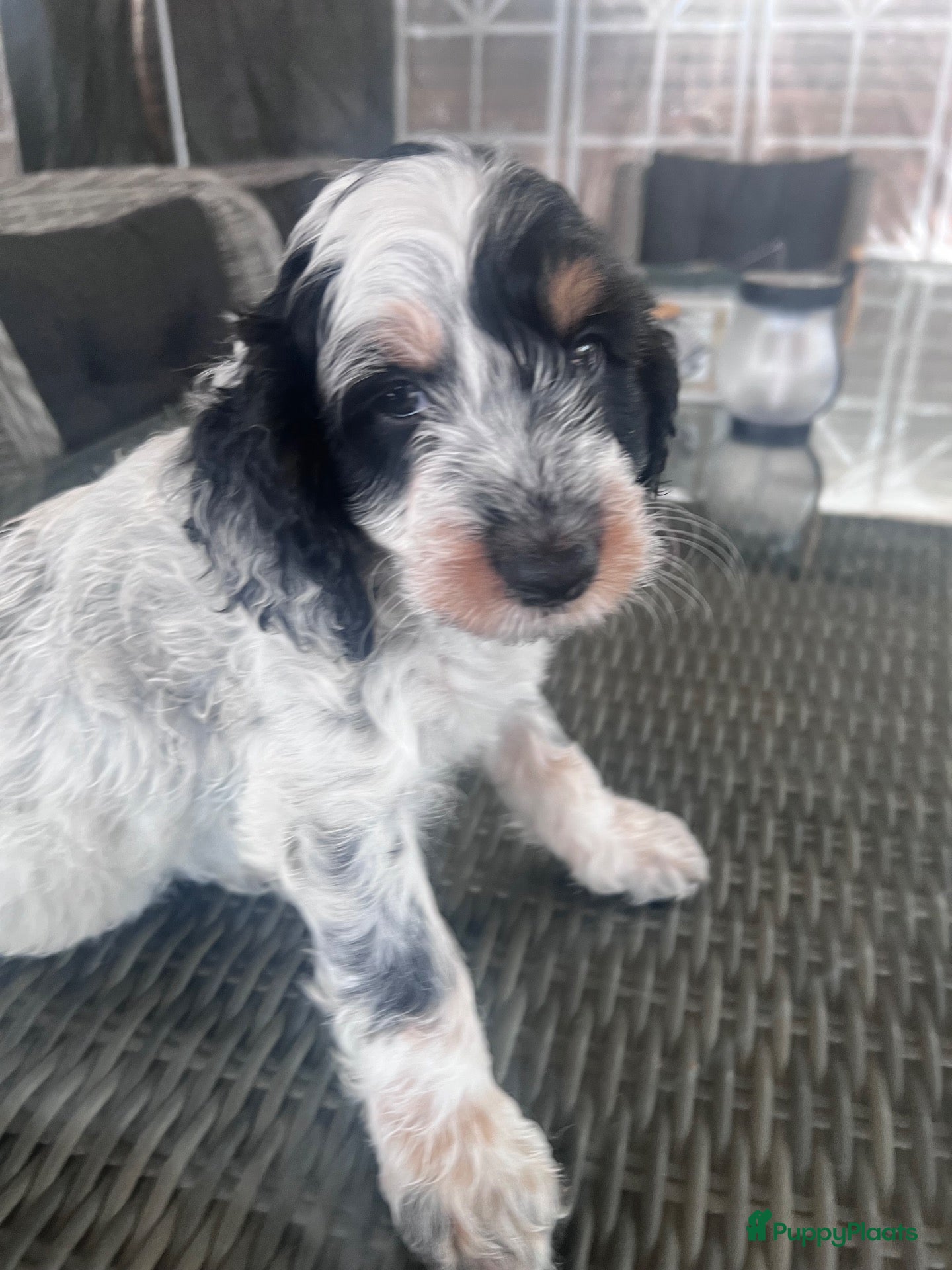 Cockapoo honden Cockapoo’s zoeken een gouden mandje  - Advertentie 2