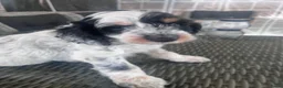 Cockapoo honden te koop: Cockapoo’s zoeken een gouden mandje  in Kerkdriel - Advertentie 2