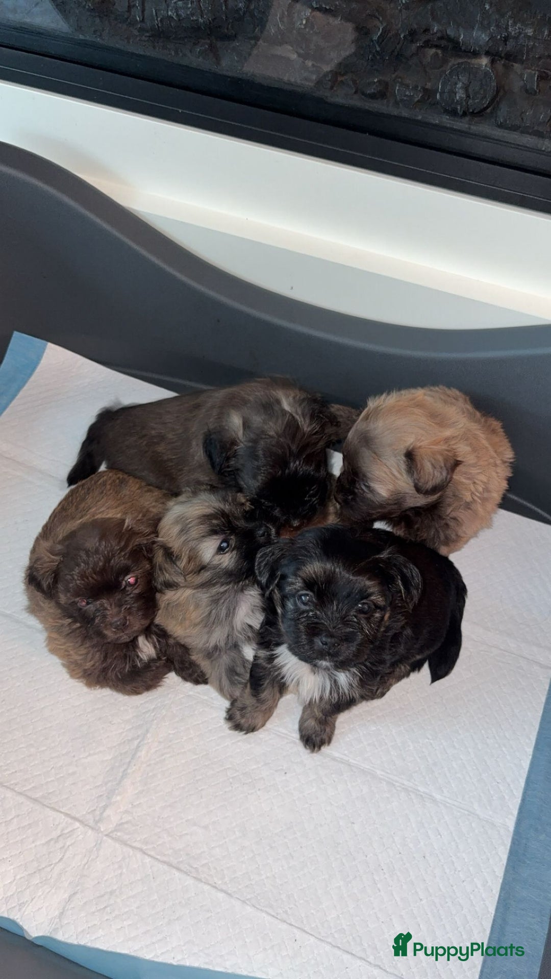 Kruising honden te koop: Lieve pups zoeken een liefdevol thuis - Advertentie 8