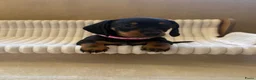 Teckel (korthaar)  honden te koop: Lieve speelse dwerg teckeltjes  - Advertentie 1