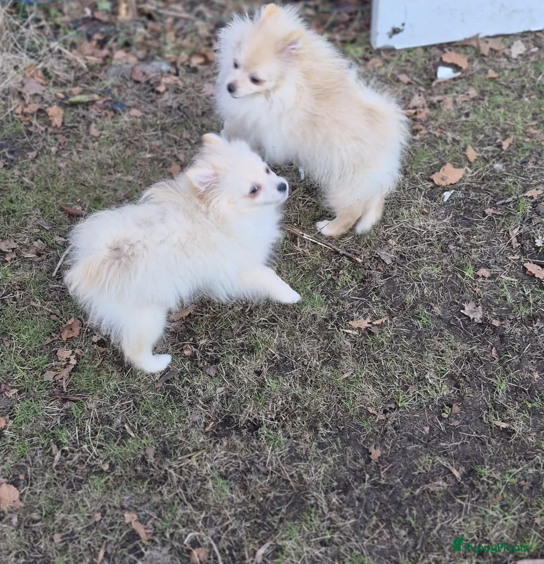Pomeriaan honden te koop: VREUGDE VOOR ELKE ZORGZAME FAMILIE!!! - Advertentie 6