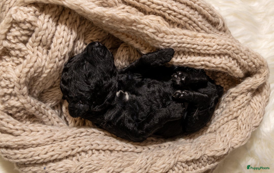 Spaanse Waterhond honden te koop: Spaanse Waterhond Puppy beschikbaar - Advertentie 4