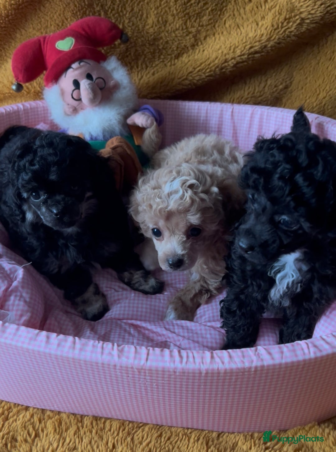 Poedel Toy honden te koop: Toy poedels  - Advertentie 8