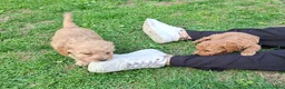 Kruising honden te koop: Pups Australian cobberdoodle x poedel in Someren - Advertentie 5