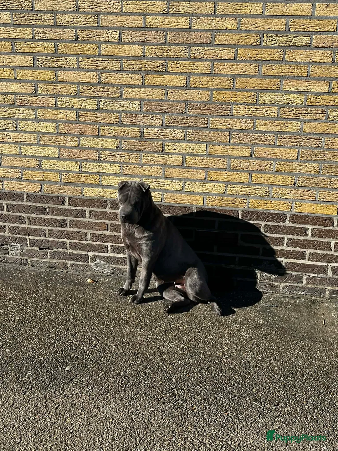 Shar Pei honden te koop:  Sharpei - Advertentie 4