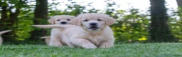 Golden Retriever honden te koop: prachtige golden retriever pups - Advertentie 8