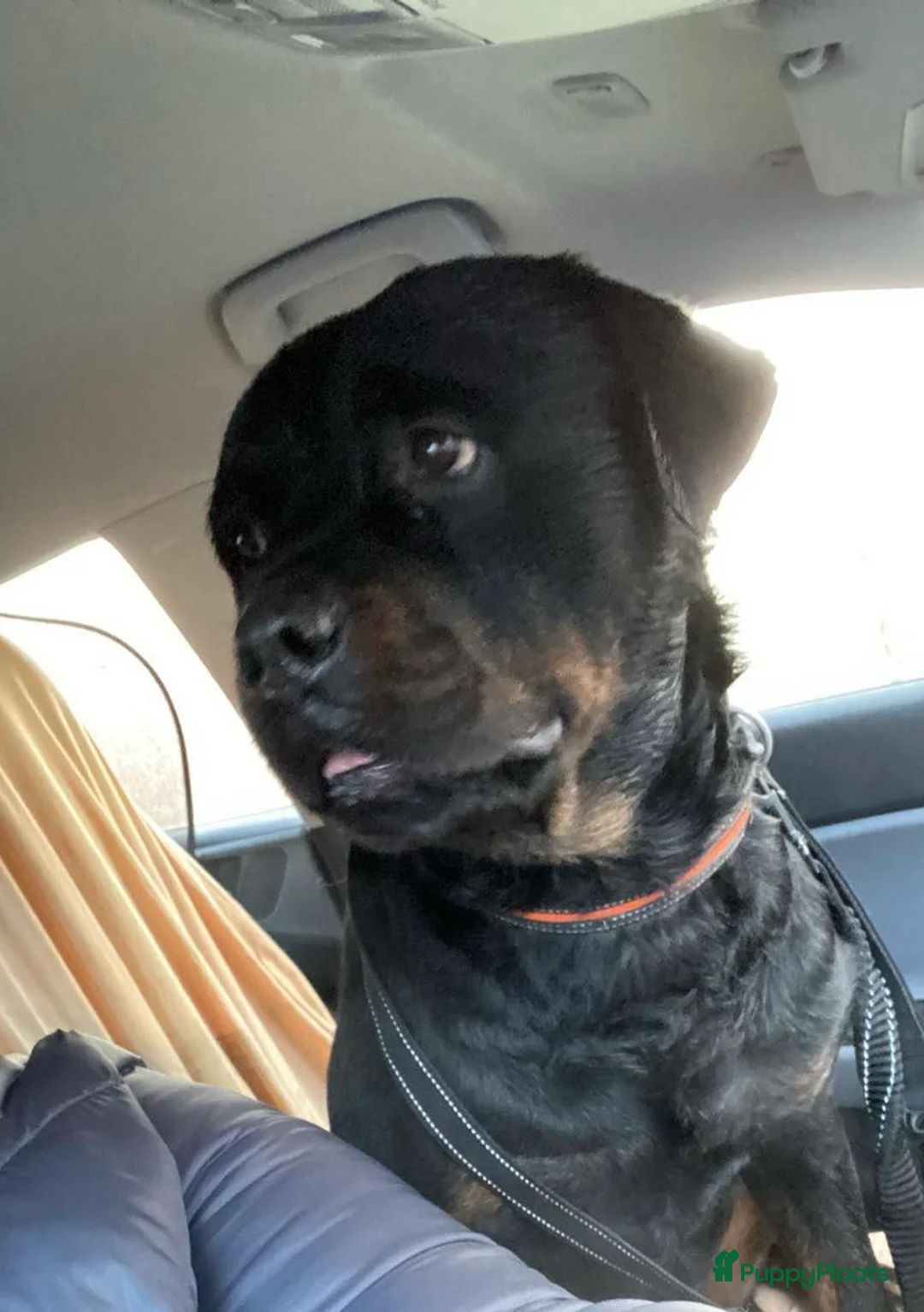 Rottweiler honden ter adoptie: rottweiler reu (barry) 8j moet weg! - Advertentie 5