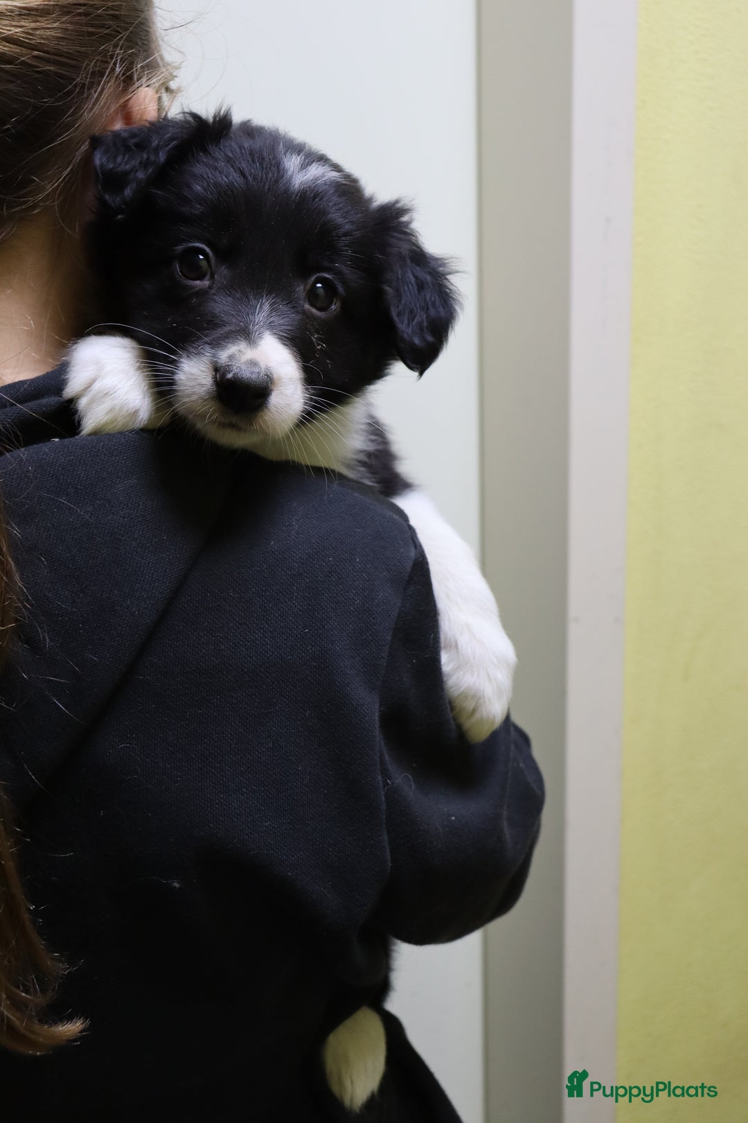 Border Collie honden te koop: Super Schattige border collie pups te koop - Advertentie 19