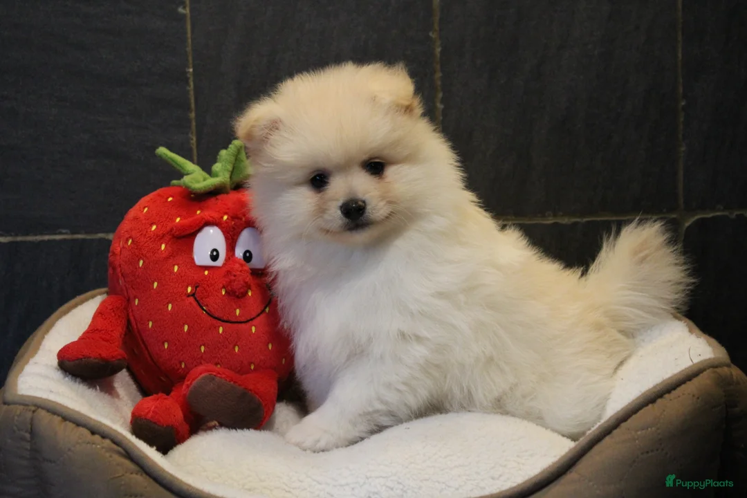 Pomeriaan honden te koop: Pomeriaan pups - Advertentie 19