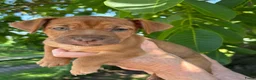 Jack Russel Terriër honden te koop: Prachtige Jack Russel pups te koop - Advertentie 3