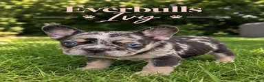 Everbulls Ivy 