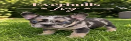 Franse Bulldog honden te koop: Franse Bulldog pups! Uniek dna+ arfe stamboom - Advertentie 24