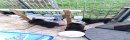 Groenendaeler honden te koop: Nog enkele teefjes beschikbaar in Hulst - Advertentie 8