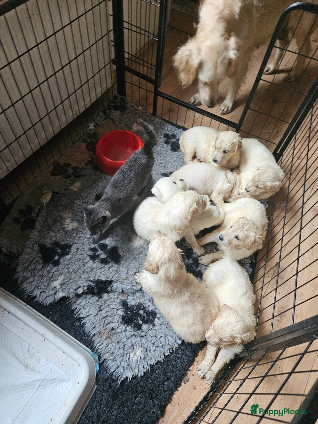 Flatcoated Retriever honden te koop: Te koop prachtige Gele Flatcoated Retriever Pups  - Advertentie 4