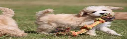 Maltipoo honden te koop: Knappe Maltipoo pups. - Advertentie 13