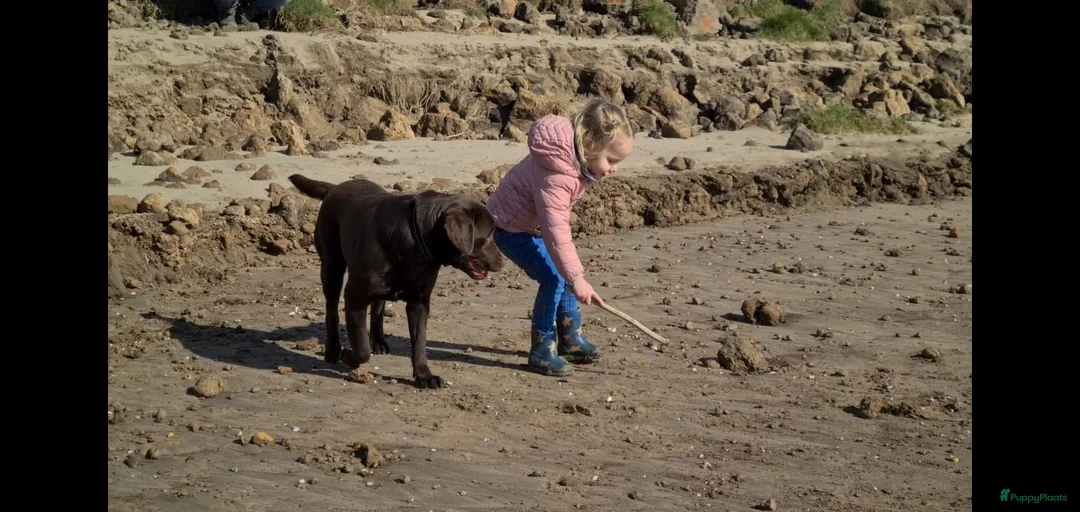 Galerij afbeelding {{count}}