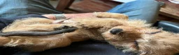 Ruwhaar Teckel honden te koop: Uniek ruwharig rood crème kaninchen teckel reutje - Advertentie 7