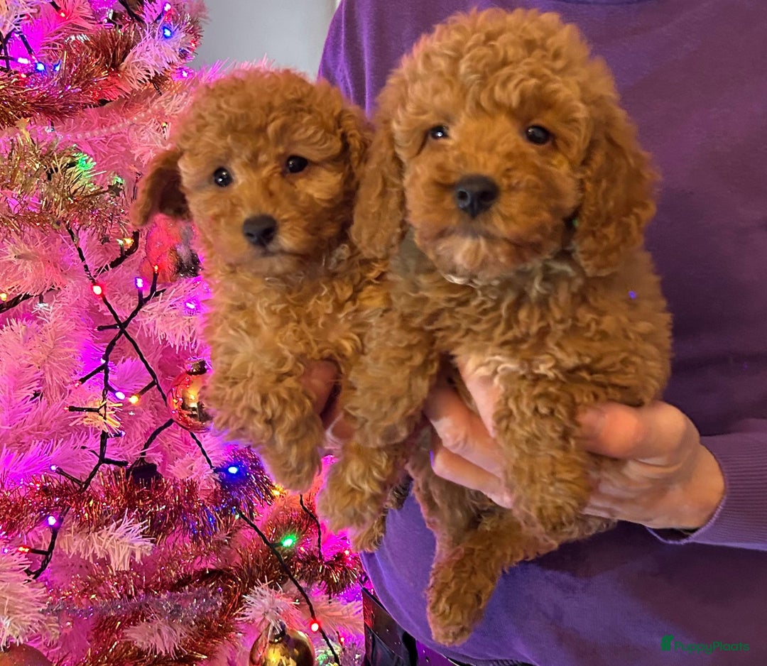 Poedel honden te koop: Lieve rustige poedel abricoos/ donker rood - Advertentie 2