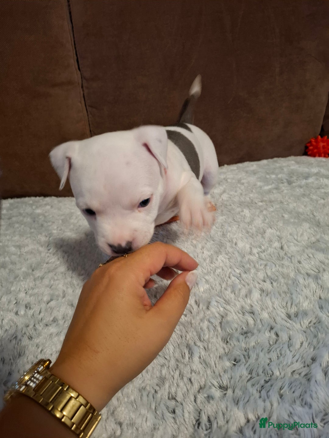 American Staffordshire Terriër honden te koop: American Staffordshire Terriers Pupps  - Advertentie 15