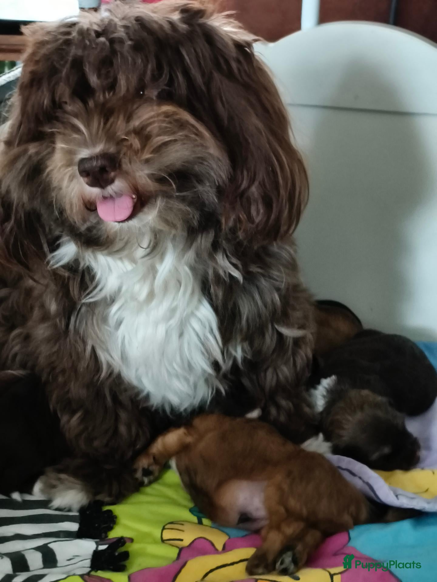Havanezer honden Havanezerpups uit geteste ouders met fci stamboom. - Advertentie 10