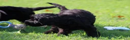 Cockapoo honden te koop: Leuke Cockapoo pups - Advertentie 3
