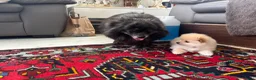 Pomeriaan honden te koop: Pomeriaan puppy’s 🐶 - Advertentie 4