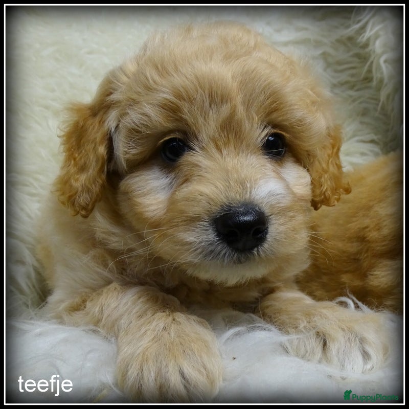 Maltipoo honden Maltipoo F1b pups - Advertentie 1