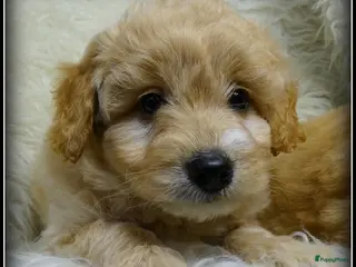 Maltipoo honden Maltipoo F1b pups - Advertentie 1