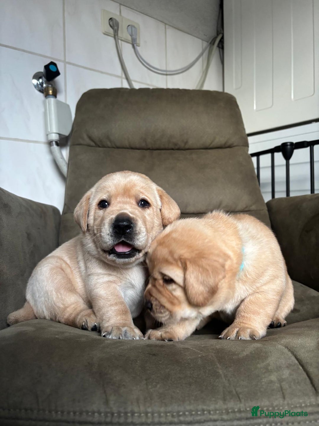 Labrador Retriever honden te koop: Mooie labrador pups - Advertentie 9