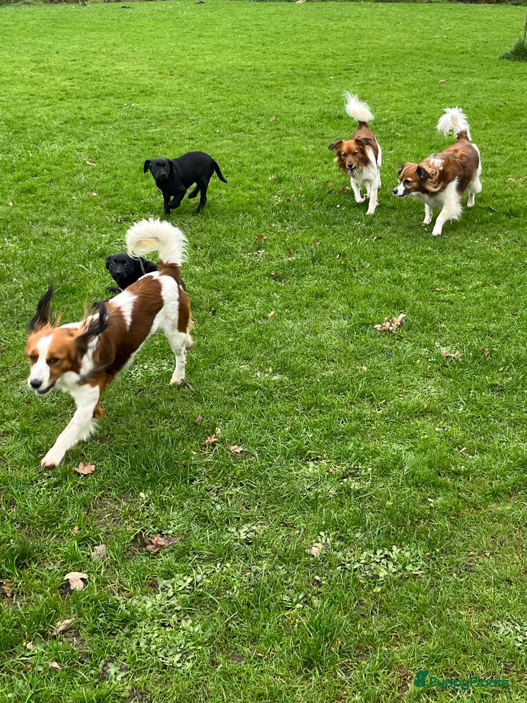 Kruising honden te koop: Labrador kruising kooiker  - Advertentie 15