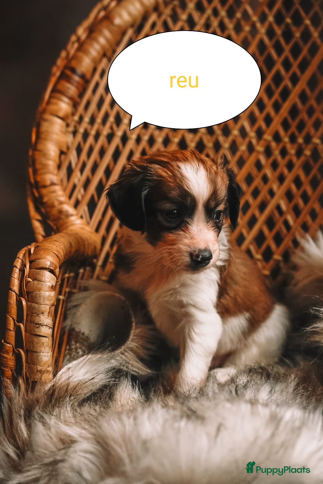 Kooikerhondje honden te koop: 8 week oude kooikerpups op zoek naar warm thuis. - Advertentie 9