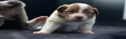 Border Collie honden te koop: Border collie pups met FCI stamboom - Advertentie 9