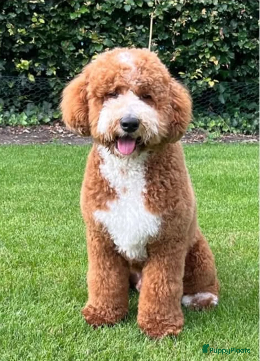 Labradoodle honden te koop: Labradoodle pups medium in Nuenen - Advertentie 6