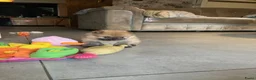 Pomeriaan honden te koop: Kleine Keesjes ( pommetjes) in Den Haag - Advertentie 10